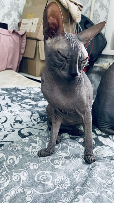 Продам кота сфинкса