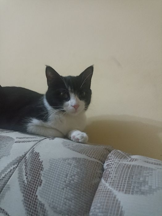 Кошка в добрые руки