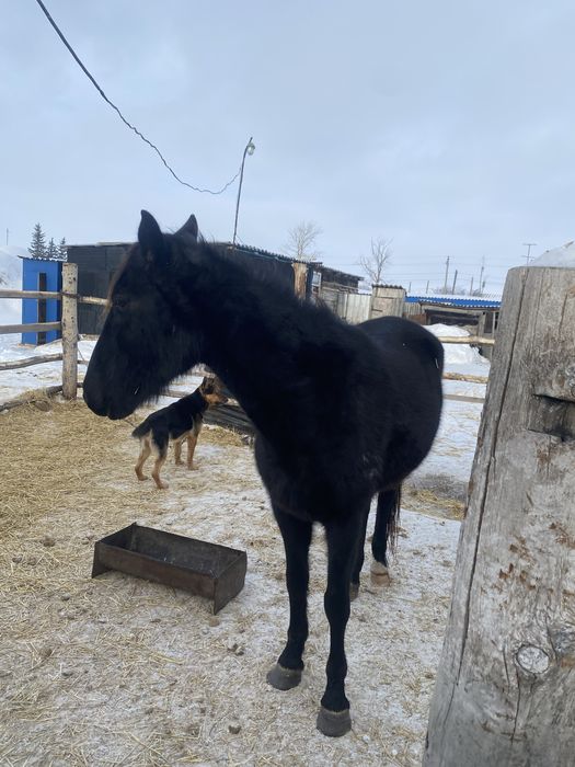 Продам кабылу 6 лет