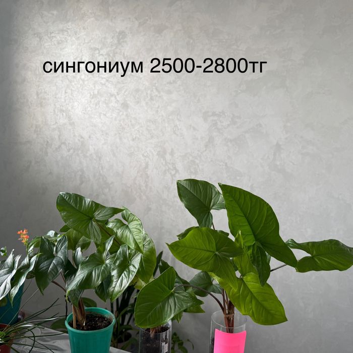 Комнатные растения