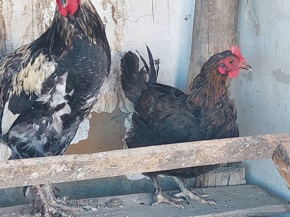 Продам 1 петуха и 2 домашних курей.
