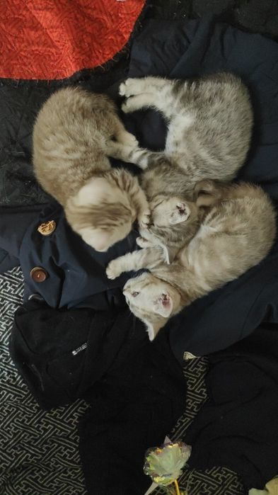 Продаются шотландские котята