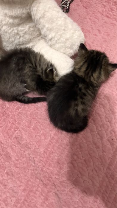 котята котятк котята