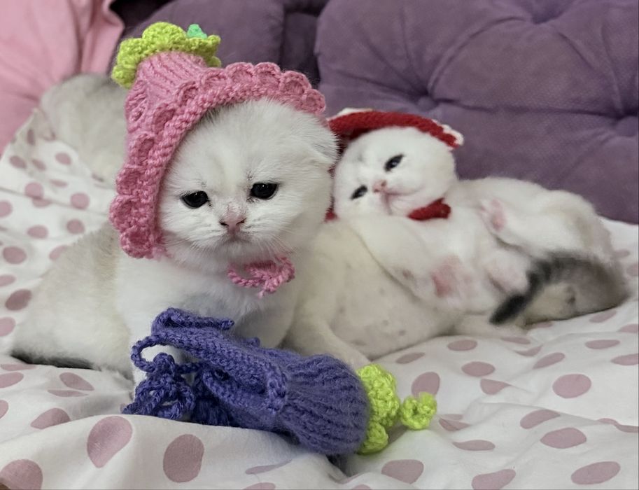 Шотланский Скоттиш Фолд! Шиншилла !