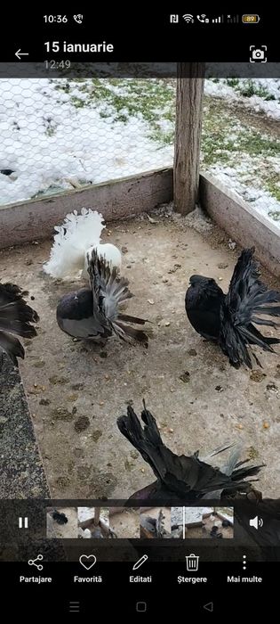 Vând sau schimb porumbei voltati