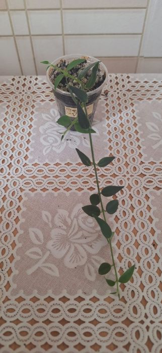 Комнатные цветы.