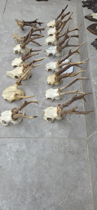 Vand colectie de trofee de caprior. Vefeti cele 8 poze atasate la anunt.
