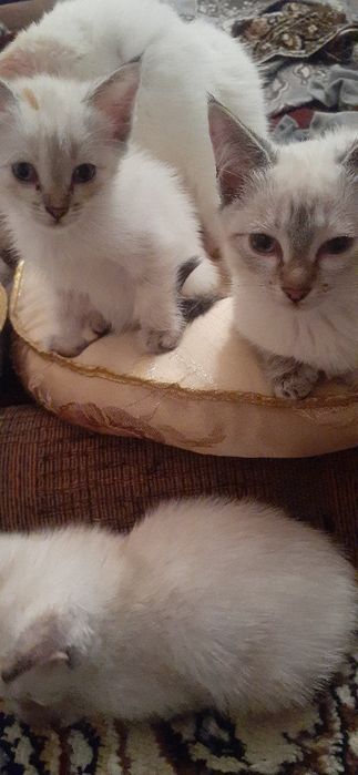 Отдам котят сиамские