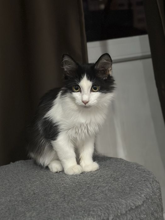 котенок в добрые ручки