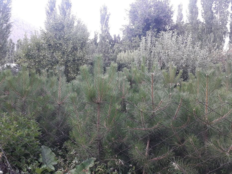 Крымская сосна сотилади 4-5йили  стволи бакуват зур шохлангап.