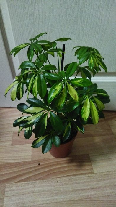 Комнатные цветы в ассортименте