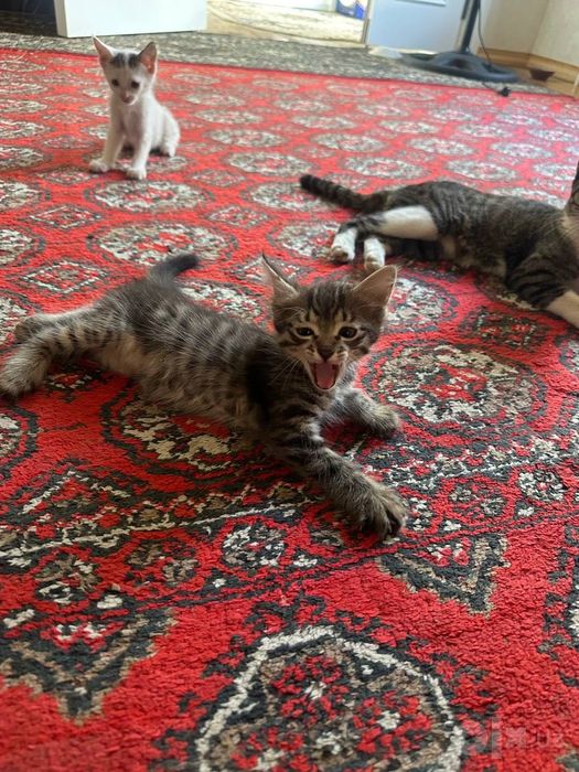 Домашние котята.