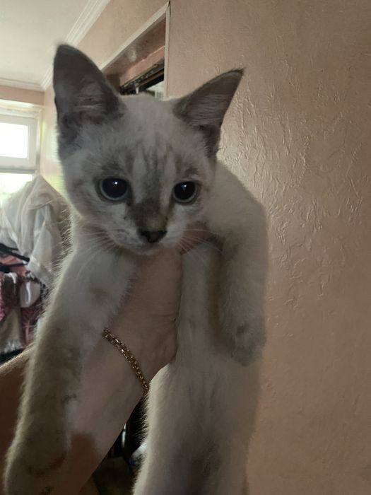 Отдам котенка в добрые руки