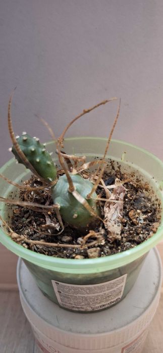 Продаётся тефрокактус