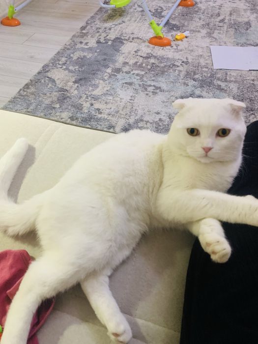 Продам добрый кот