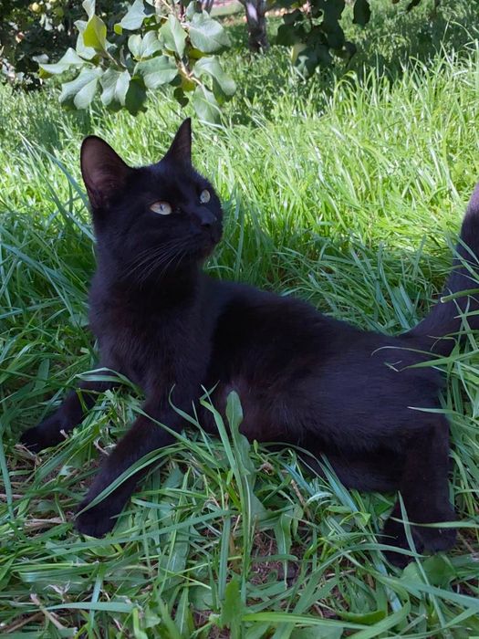 Отдам в добрые руки кошку и котенка