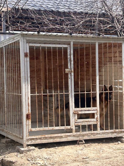 Немецкая овчарка