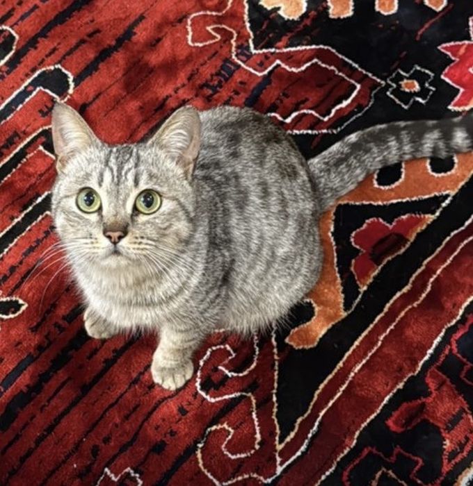 Две девочки ищут дом