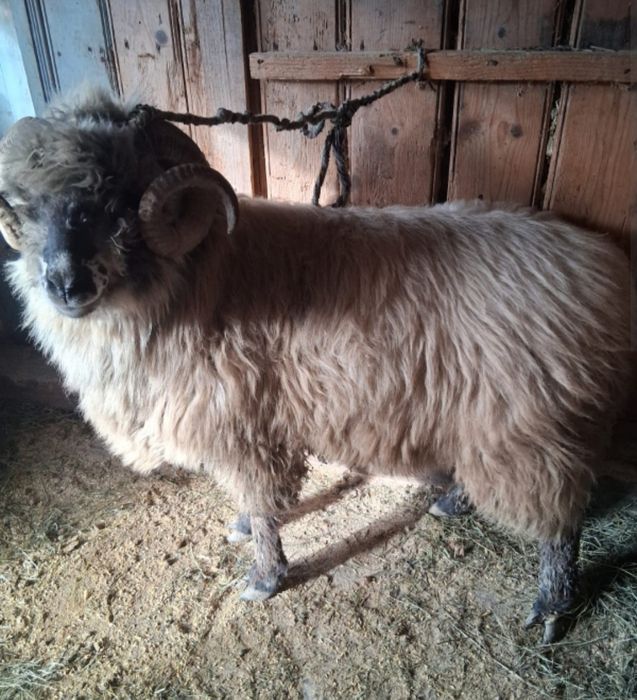 Vând Berbec de 3 anii