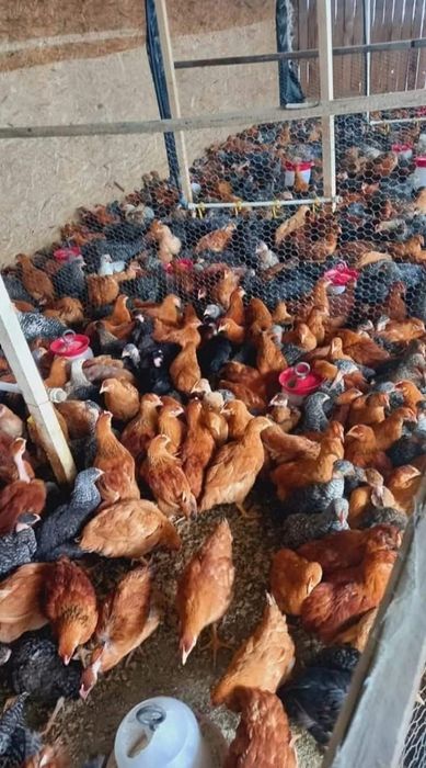 Vând pui de carne și pui colorat