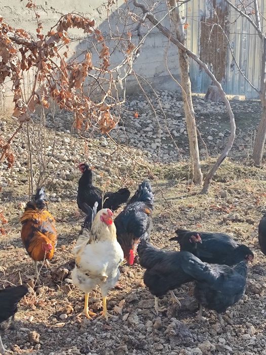 хорозлар сотилади 120 мингдан