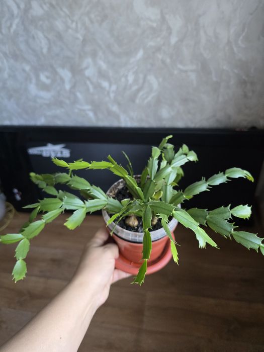 Продается комнатные цветы