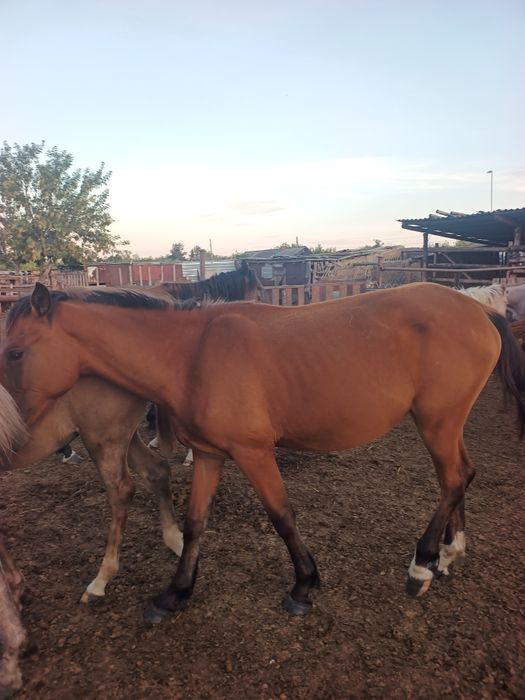 Кобылки полтарашки