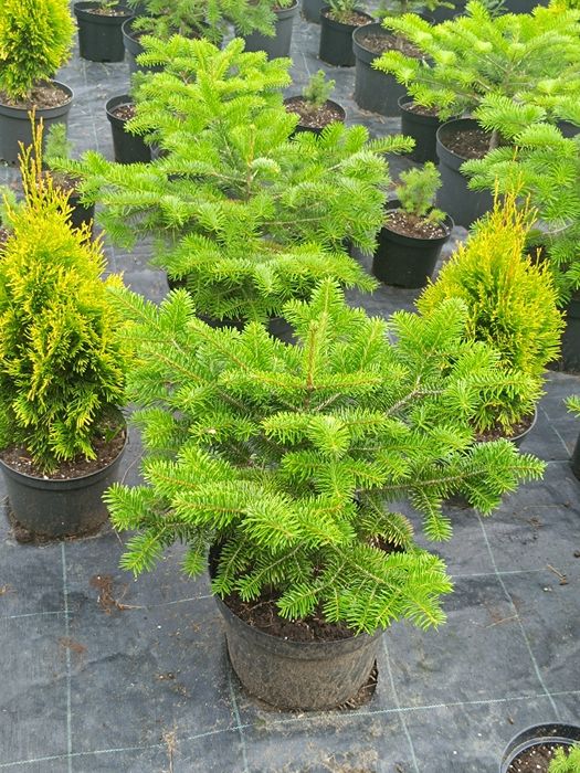 Vand Tuia Smaragd 20-120cm