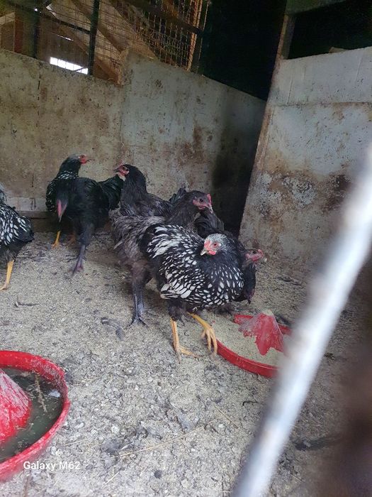 Cocoși wiandotte auriu și australorp