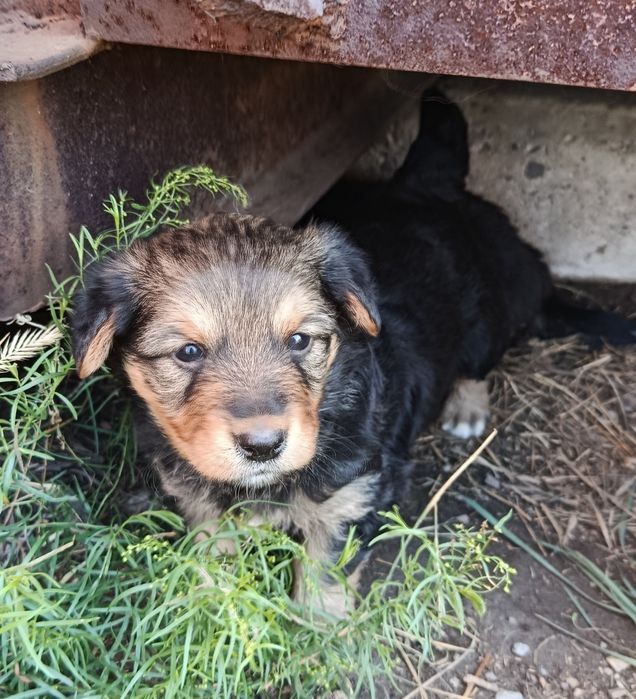 Щенки милые бесплатно