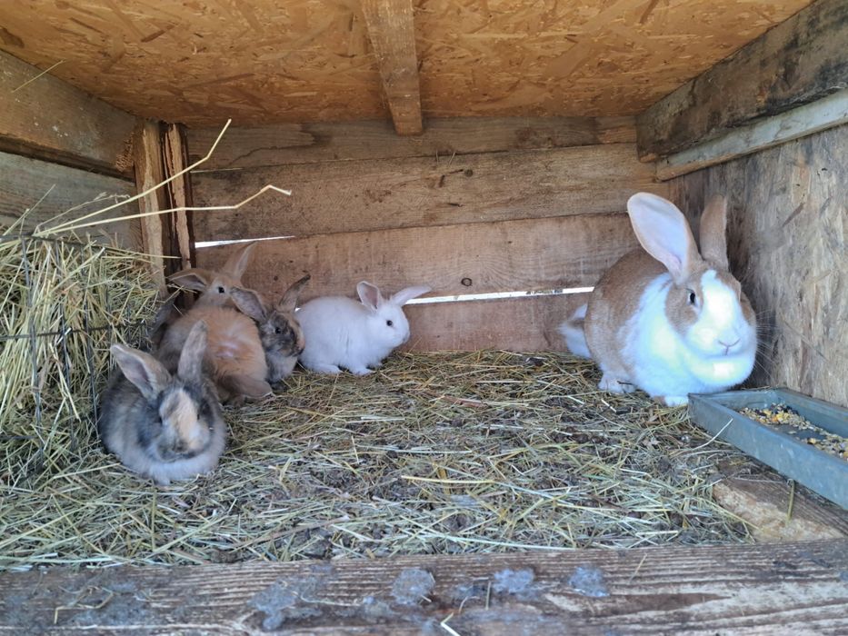 Iepuri berbec german