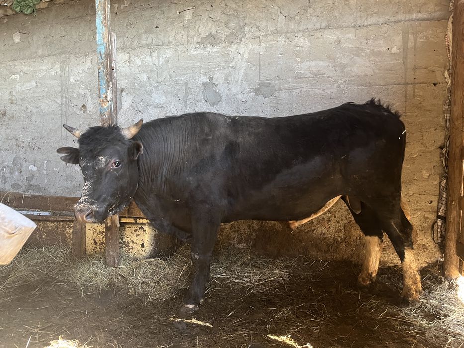 Бык 3 лет на откорме