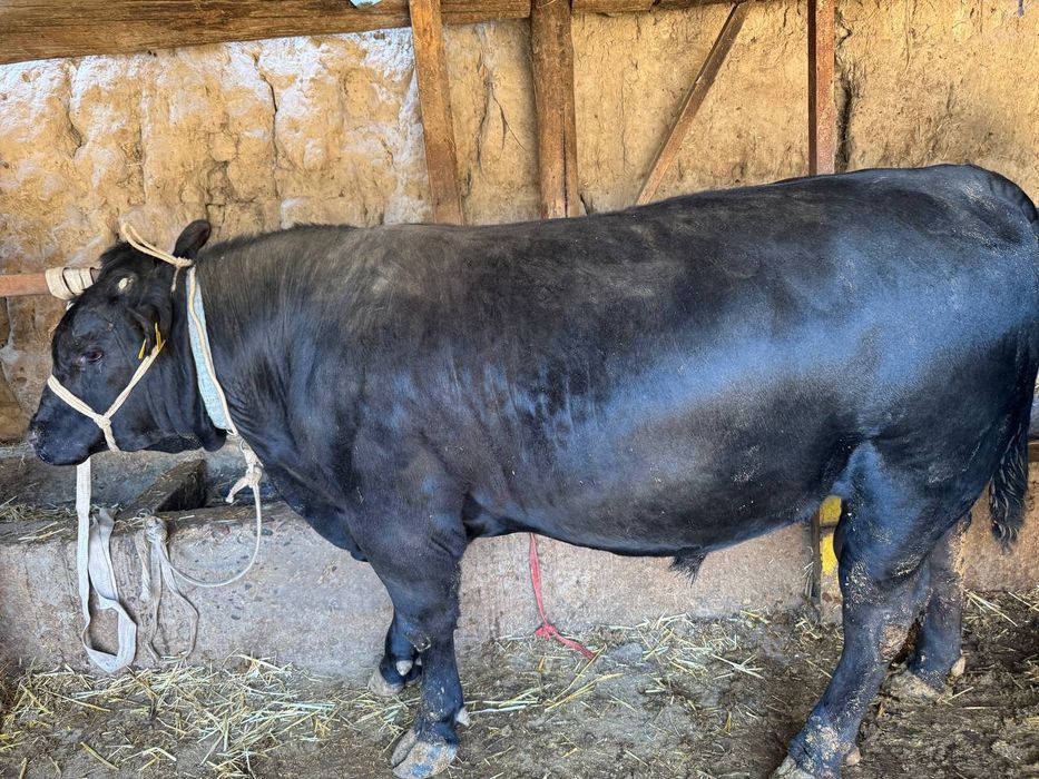 Buqala sotiladi qiziqanla tel