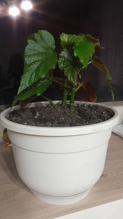 Продам цветок бегония