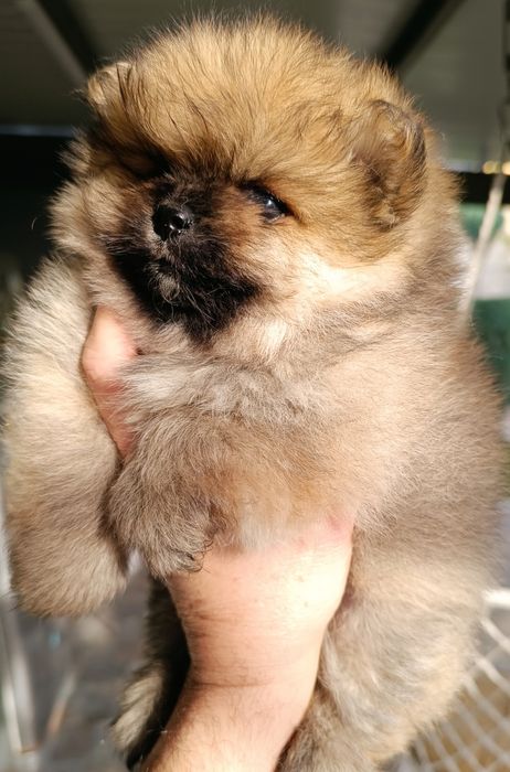 Померан, мини померан