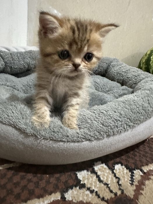 Котята шатландцы