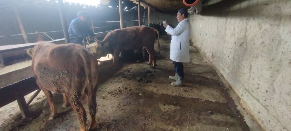 Veterinariya xizmati
