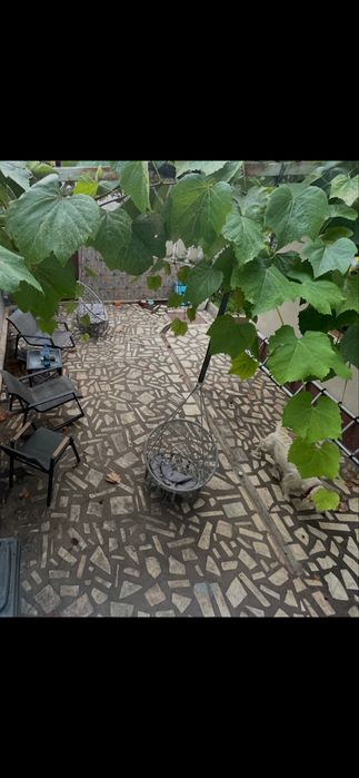 Proprietate deosebită în centrul Zalăului | 17 ari | Oază de liniște, verdeață și potențial unic