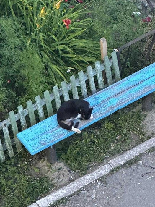 Отдам кошечку в хорошие руки.
