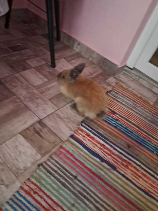 Vând iepuraș din rasa  cap de leu sau pitic
