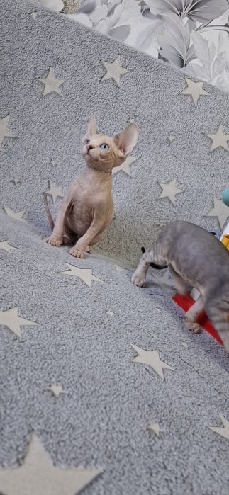 Котята  канадского сфинкса