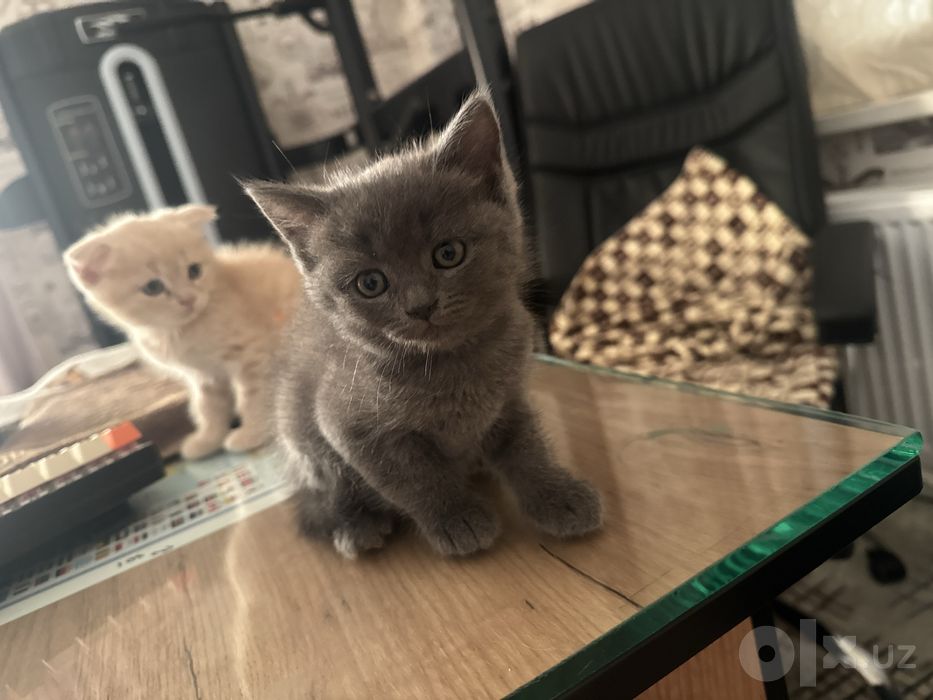 Продаются котята