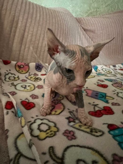 Котята Сфинксы канадские