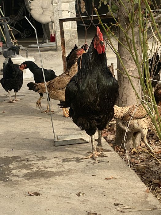 qora shaxzoda sotiladi