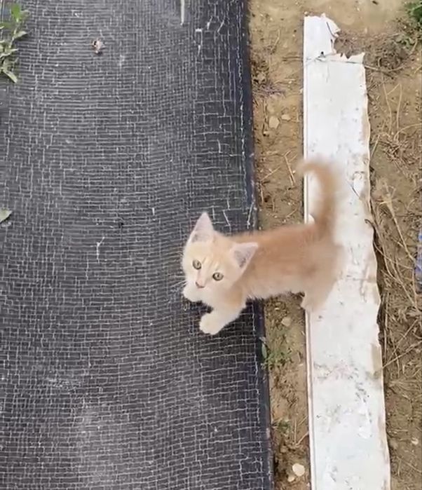 Котенок мальчик в добрые руки