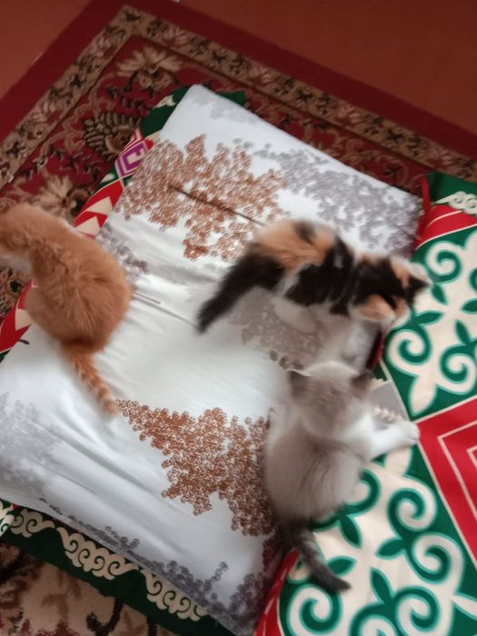 Отдам в добрые руки