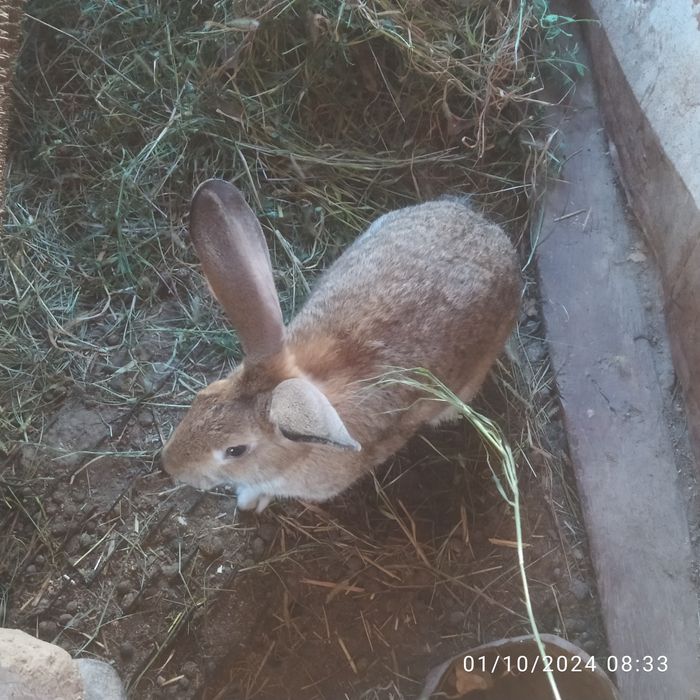 Quyonlar sotiladi zotli