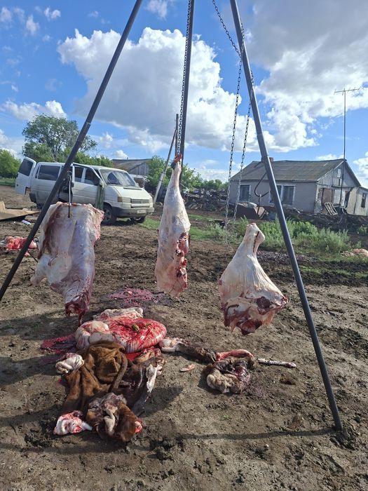 Говядина частями