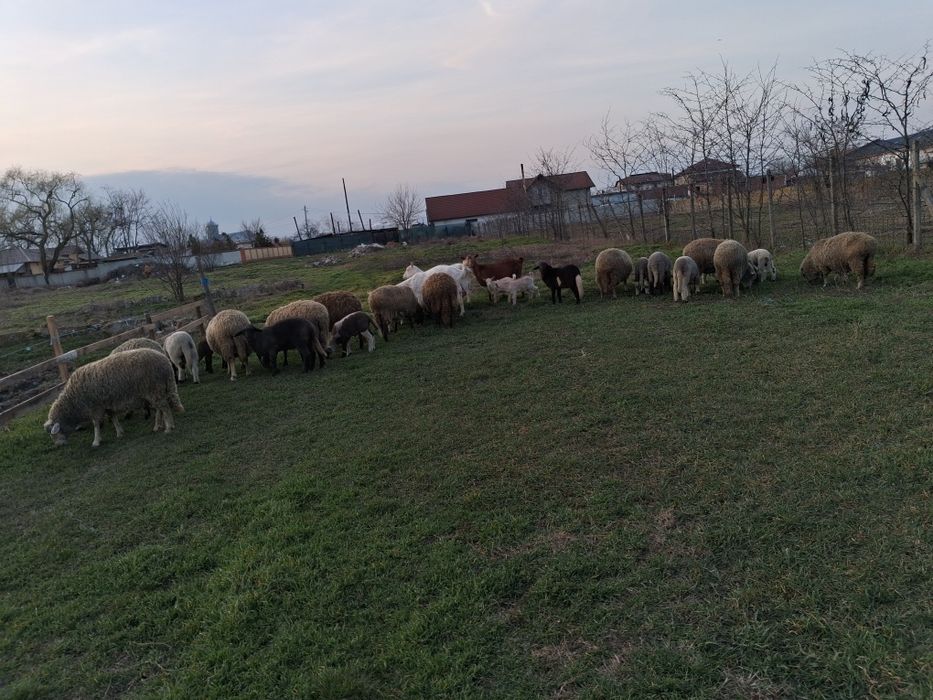 Oi cu miei de vanzare