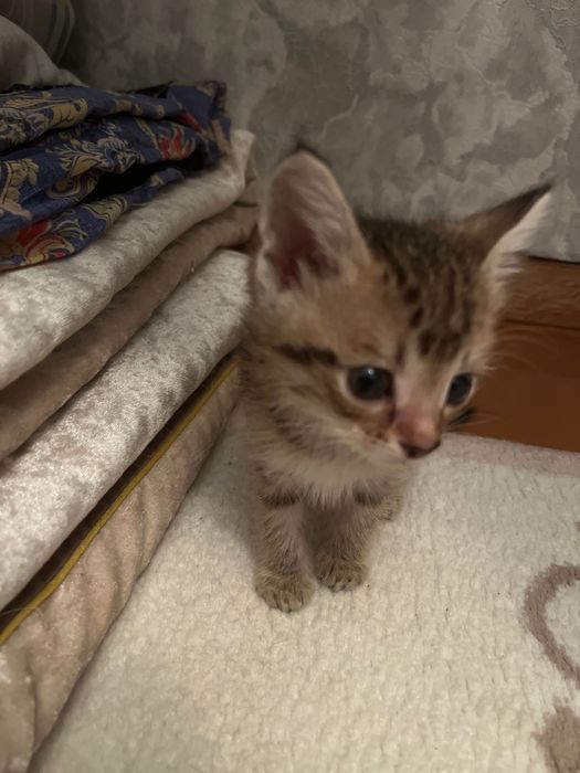 Отдам котят в добрые руки